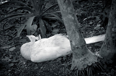 Close-up of white bird