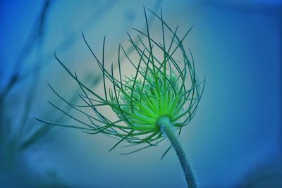 Low angle view of flowering plant against blue sky