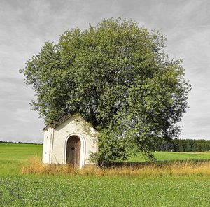 View of tree in field against cloudy sky