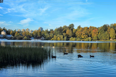 View of ducks swimming in lake