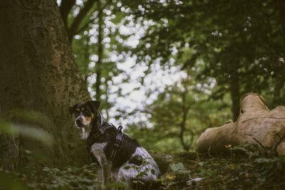 View of a horse in the forest