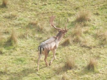 Deer on field