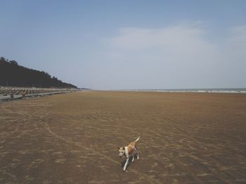 Dog running on beach