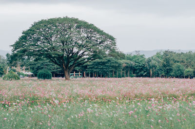 Scenic view of flowering trees on field against sky