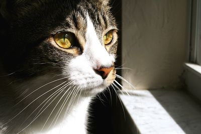 Close-up portrait of cat