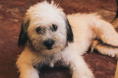 Close-up portrait of dog relaxing at home