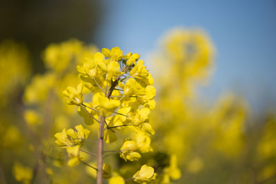 Close-up of yellow flower