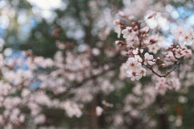 Low angle view of cherry blossoms in spring