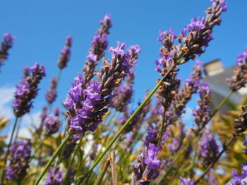 Close-up of purple flowering plants