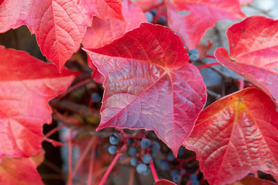 Close-up of red maple leaves