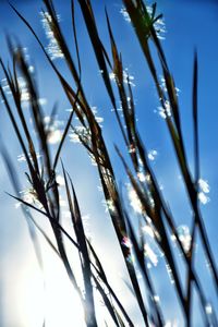 Low angle view of fresh plants against sky