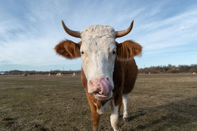 Cow standing on field