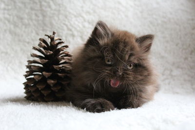 Portrait of british longhair kitten with pine cone lying on bed at home