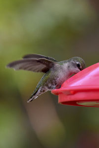 Close-up of bird flying over red flower