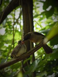 Bird perching on branch in forest