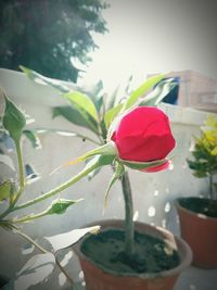 Close-up of red flower