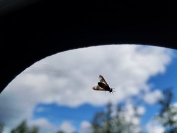 Low angle view of bird flying against sky