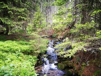 Stream amidst trees in forest