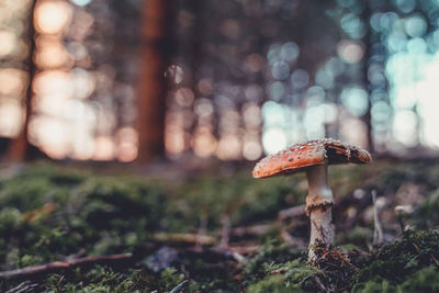 Close-up of mushroom growing on field