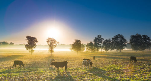 Sheep grazing in a field