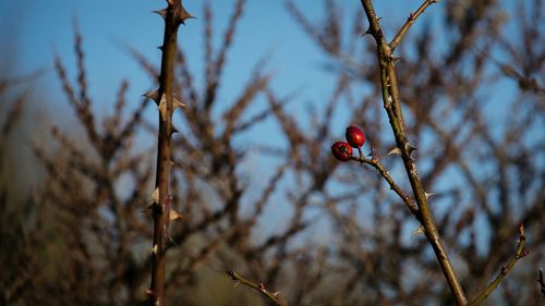 Close-up of red berry fruits on twig with thorns on stem