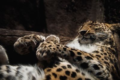 Close-up of leopard relaxing outdoors