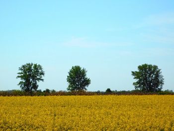 Scenic view of oilseed rape field