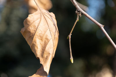 Close-up of dried leaves