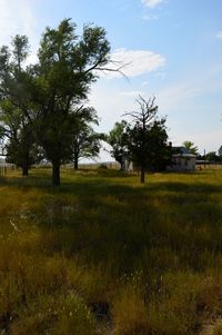 Trees on grassy field