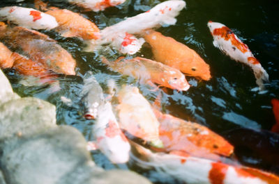 Fish swimming in sea