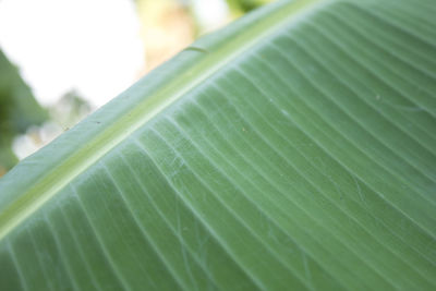 Close-up of green leaf