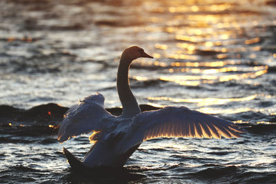 Swan on a sea in sunset