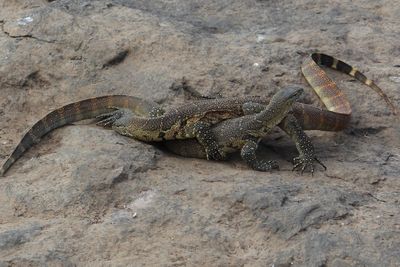 High angle view of lizard on rock