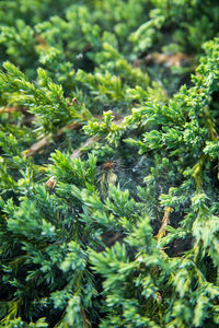 Close-up of pine tree