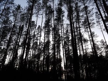 Low angle view of trees in forest