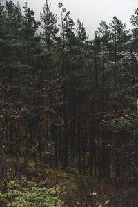 Trees in forest against sky