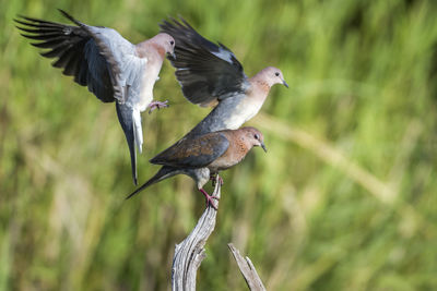 Close-up of birds perching on plant