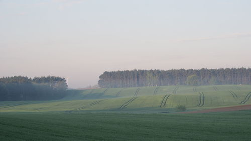 Scenic view of agricultural field against sky