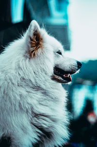 Close-up of dog looking away