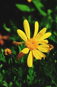 Close-up of yellow flower blooming outdoors