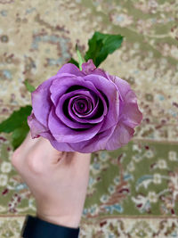 Close-up of purple rose