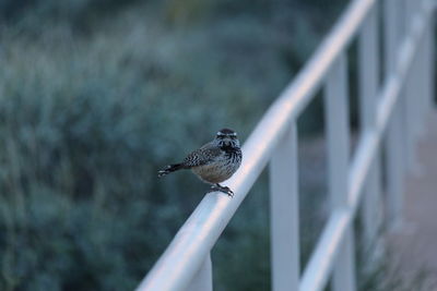 Bird perching on wall