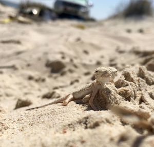 Close-up of lizard on sand at beach