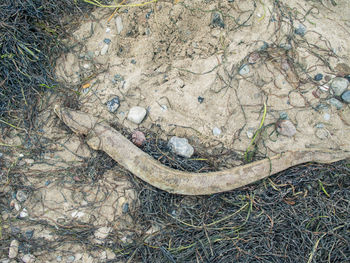 High angle view of snake on grass