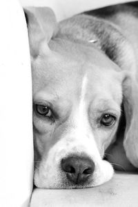 Close-up portrait of dog resting on sofa