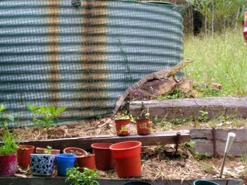 Potted plants in yard