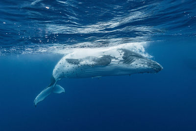 Close-up of swimming in sea