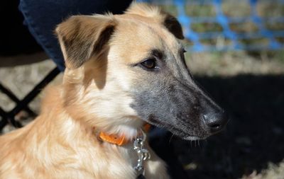 Close-up of dog looking away