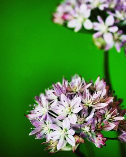 Close-up of pink flowers