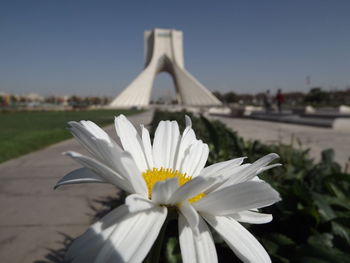 Close-up of white flower against clear sky